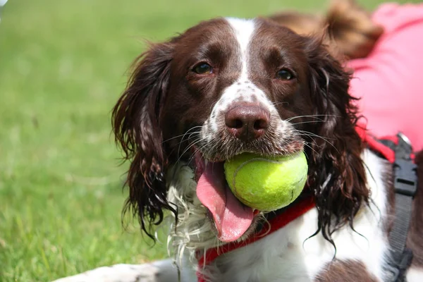 Tipo de trabalho english springer spaniel pet dog com bola de tênis amarelo na boca Fotos De Bancos De Imagens