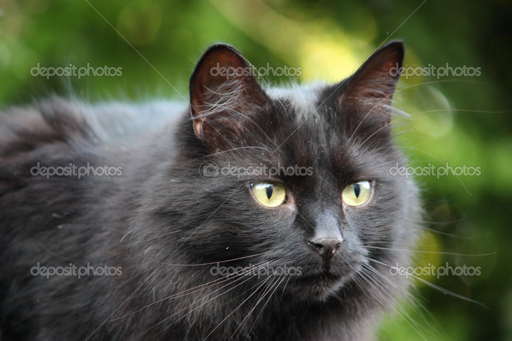 Beautiful long haired black cat Stock Photo by ©chrisga 28555433