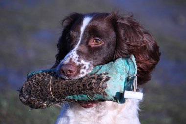 çalışma türü İngiliz springer spaniel evde beslenen hayvan gundog