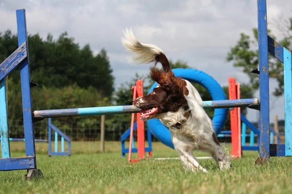 Рабочий тип английский springer springer spanker pet gundog, бегающий вокруг ловкого оборудования — стоковое фото