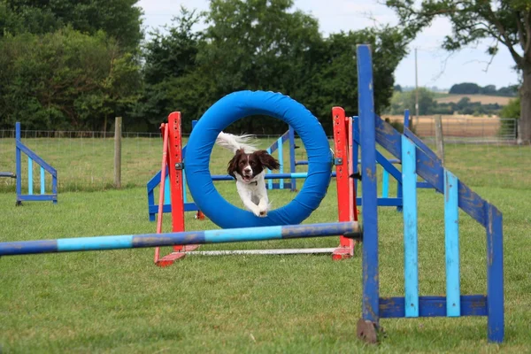 Tipo de trabalho english springer spaniel pet gundog jumping over agility equipment jumps — Fotografia de Stock