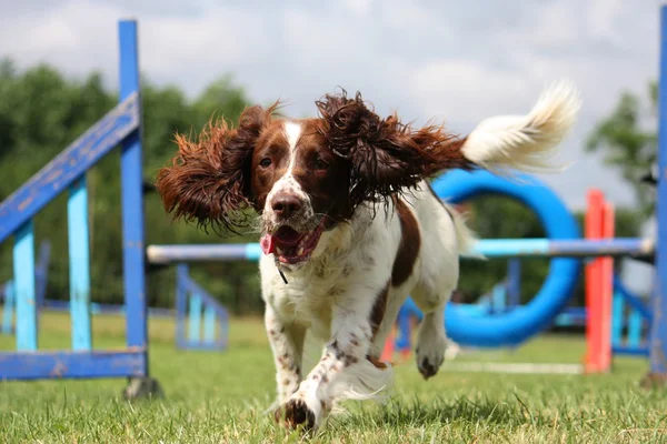 Arbeitstyp englischer Springer Spaniel Haustier Revolverhund läuft um Beweglichkeit Ausrüstung — Stockfoto