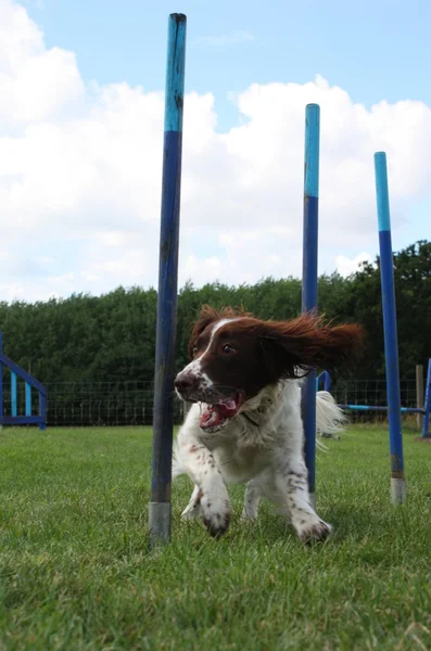 Carino tipo di lavoro inglese springer spaniel cane da compagnia tessitura attraverso attrezzature agilità — Foto Stock