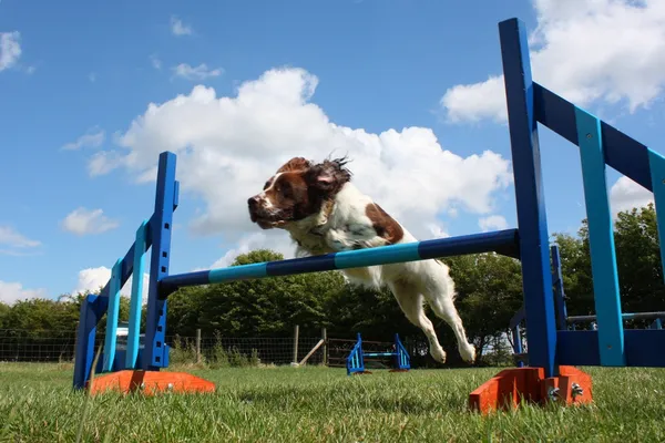 Arbeitstyp englischer Springer Spaniel pet gundog springen über Agility-Ausrüstung springt — Stockfoto