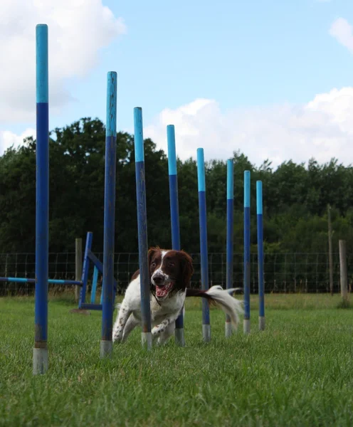 Lindo tipo de trabajo Inglés springer spaniel perro armado mascota tejiendo a través de equipos de agilidad —  Fotos de Stock