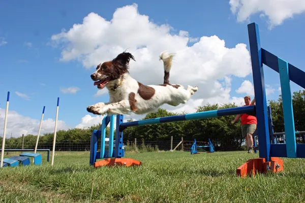 Tipo de trabalho english springer spaniel pet gundog jumping over agility equipment jumps — Fotografia de Stock