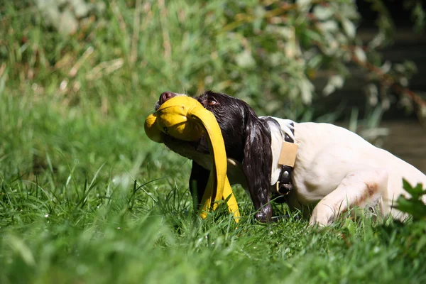 Tipo di lavoro cane da springer inglese spaniel pet gundog — Foto Stock