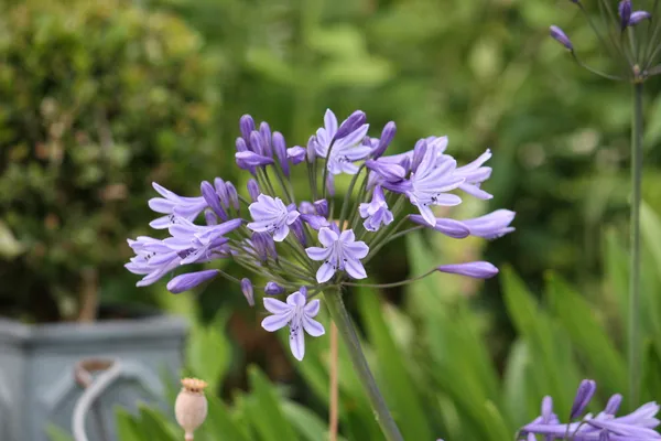 Hermosas flores púrpuras azules — Foto de Stock