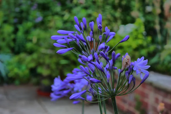 Hermosas flores púrpuras azules — Foto de Stock