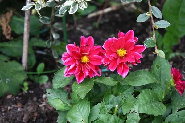 Beautiful pink flowers — Stock Photo, Image