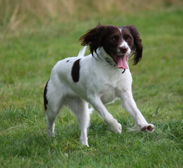 Praca typu angielski springer spaniel gundog zwierzę — Zdjęcie stockowe