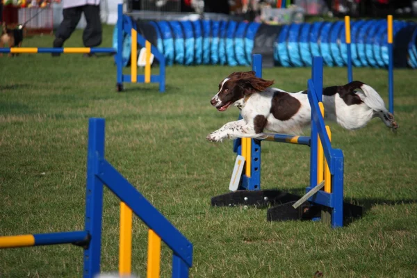 Tipo di lavoro inglese springer spaniel cane da compagnia cannone saltando attrezzature agilità salti — Foto Stock