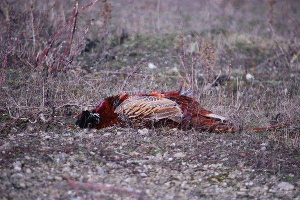 Pracy typ angielski springer spaniel pieścić gundog pracy z Bażant — Zdjęcie stockowe