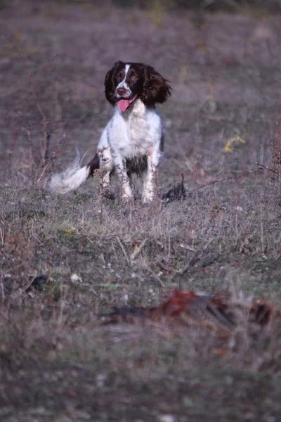 Arbetande typ engelsk springer spaniel sällskapsdjur jakthund arbetar med fasan — Stockfoto