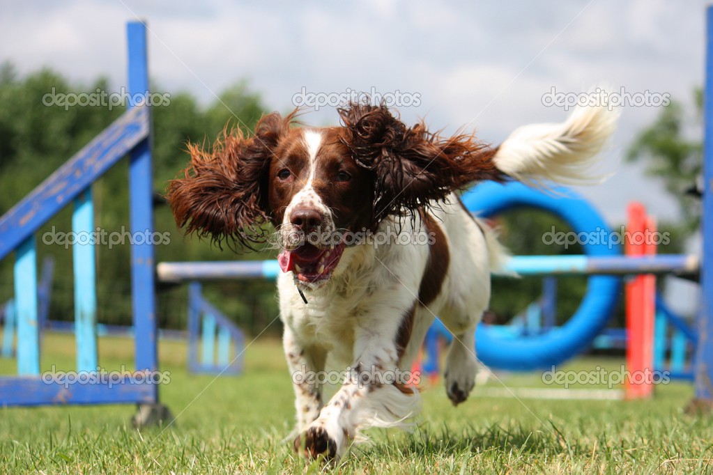 english springer spaniel agility