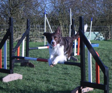 bel fegato e bianco sprollie - un collie incrociato springer spaniel cane pet