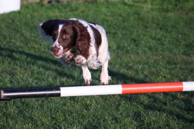 şirin karaciğer ve beyaz türü çalışma çeviklik atlar jumping springer spaniel pet gundog İngilizce