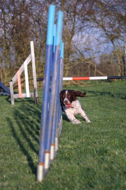 çeviklik direkleri ile dokuma karaciğer ve beyaz çalışma türü İngiliz springer spaniel evde beslenen hayvan gundog