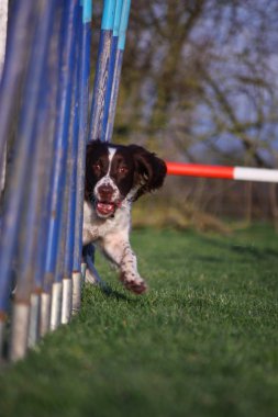 çeviklik direkleri ile dokuma karaciğer ve beyaz çalışma türü İngiliz springer spaniel evde beslenen hayvan gundog