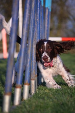 çeviklik direkleri ile dokuma karaciğer ve beyaz çalışma türü İngiliz springer spaniel evde beslenen hayvan gundog
