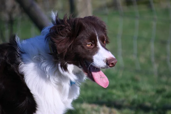 Stilig lever och vit sprollie - en collie cross springer spaniel hund husdjur — Stockfoto