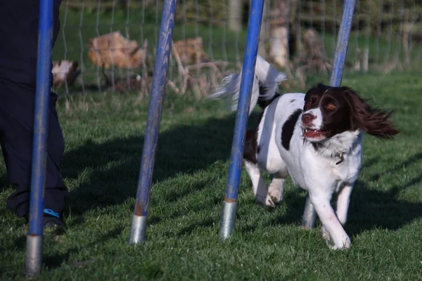 Fegato e bianco tipo di lavoro inglese springer spaniel cane da compagnia tessitura attraverso pali agilità — Foto Stock