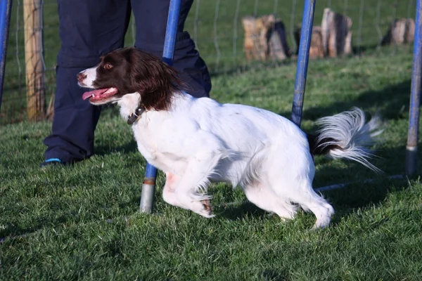 Foie et blanc type de travail anglais springer spaniel animal de compagnie gundog tissage à travers des poteaux d'agilité — Photo