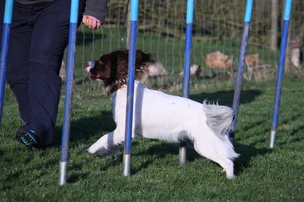 Hígado y blanco tipo de trabajo Inglés springer spaniel perro armado mascota tejiendo a través de postes de agilidad —  Fotos de Stock