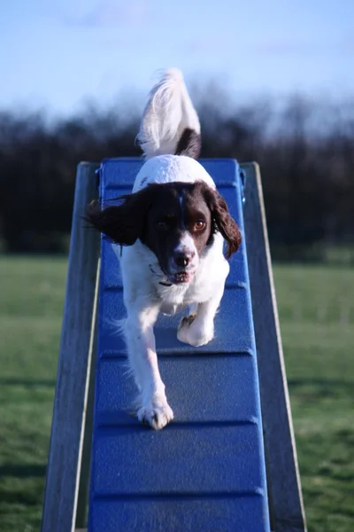 Glücklich niedlich Leber und weiß Arbeitstyp Englisch Springer Spaniel pet Gundog läuft über Beweglichkeit Dogwalk Ausrüstung — Stockfoto