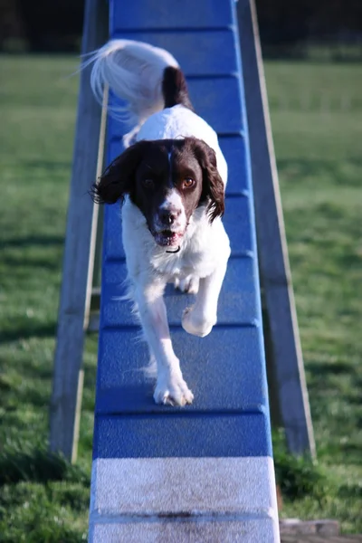 快乐可爱肝脏和白色工作类型英国史宾格犬宠物京多跑过敏捷 dogwalk 设备 — 图库照片