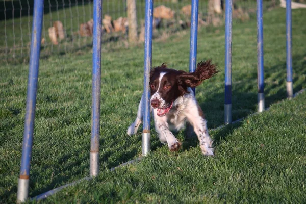 Hígado y blanco tipo de trabajo Inglés springer spaniel perro armado mascota tejiendo a través de postes de agilidad — Foto de Stock