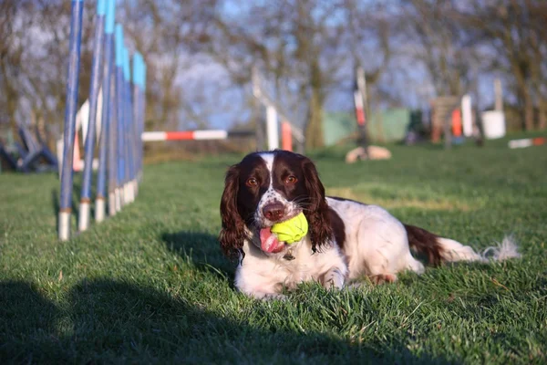 Carino fegato e bianco tipo di lavoro inglese springer spaniel cane da compagnia con una palla da tennis gialla — Foto Stock
