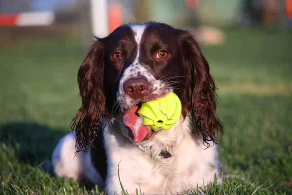 Fígado bonito e branco tipo de trabalho Inglês springer spaniel pet gundog com uma bola de tênis amarelo — Fotografia de Stock