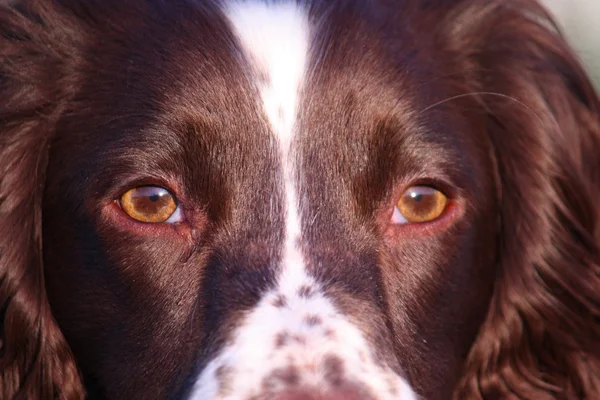El primer plano de un tipo de trabajo de hígado y blanco Inglés springer spaniel perro armado mascota —  Fotos de Stock