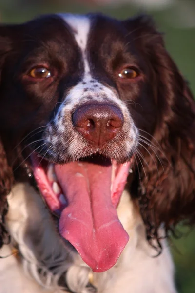 Primo piano di un fegato e bianco tipo di lavoro inglese springer spaniel cane da compagnia — Foto Stock