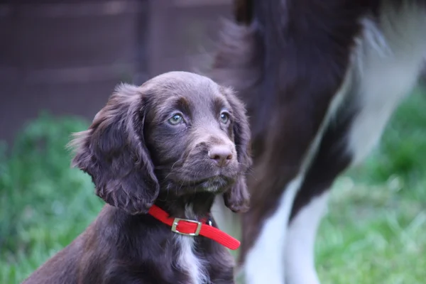 Mooie lever werken type cocker spaniel puppy — Stockfoto