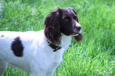 Çok şirin bir çalışma türü İngiliz springer spaniel evde beslenen hayvan gundog puppydog