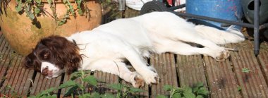 çok şirin karaciğer ve beyaz türü İngiliz springer spaniel pet gundog çalışma