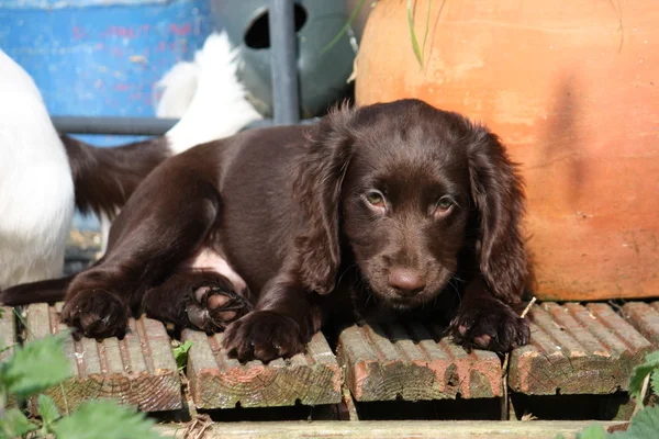 Een zeer leuke jonge lever chocolade werken cocker spaniel puppy huisdier jachthond — Stockfoto