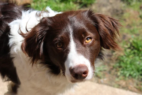 Muito bonito fígado e branco collie cruz springer spaniel cão de estimação — Fotografia de Stock