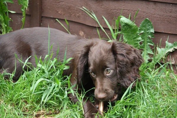 Un muy lindo joven hígado chocolate cocker spaniel cachorro mascota pistolero —  Fotos de Stock