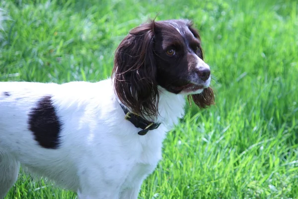 En väldigt söt levern och vit arbetar typ engelsk springer spaniel sällskapsdjur jakthund — Stockfoto