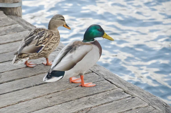 Canards sauvages sur un beau lac Images De Stock Libres De Droits