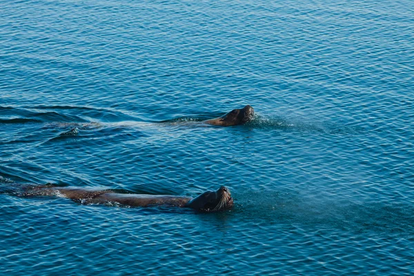 Re del mare — Foto Stock