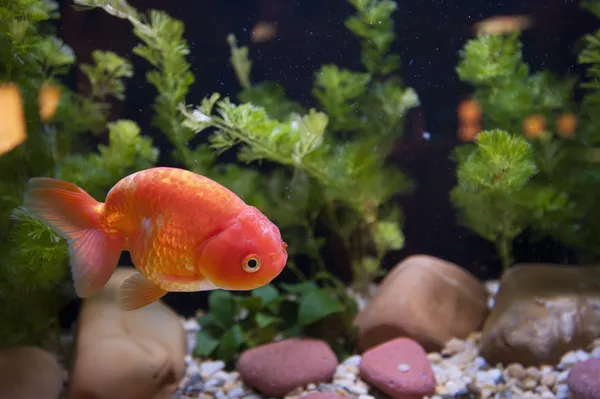 Peixe-vermelho Fotografia De Stock