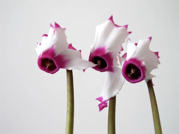 Cyclamen — Stockfoto