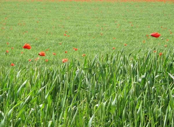 Campo de papoilas — Fotografia de Stock