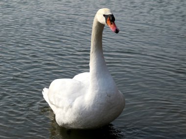 White swan on the lake clipart