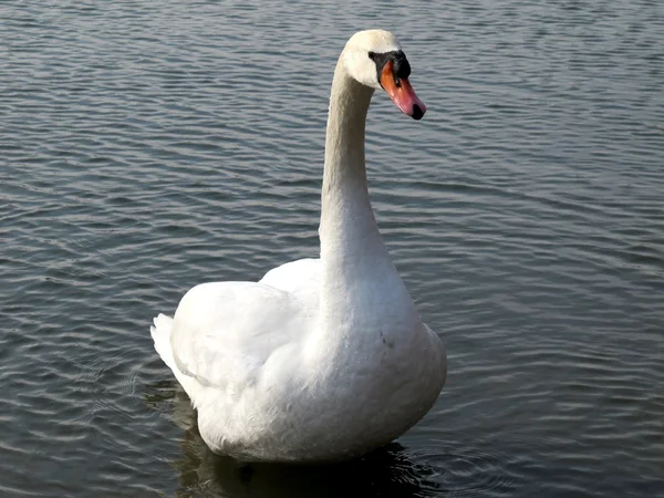 Cygne blanc sur le lac — Photo