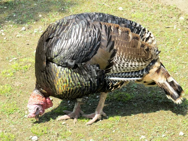 Gebräunter Truthahn — Stockfoto